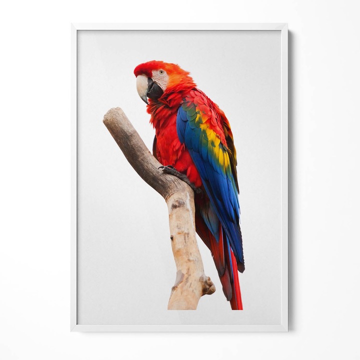 Tablou Inramat, Wallfluent, Papagal macaw colorat pe o ramura, Rama alba, 70x100 cm, 010330010150100281220