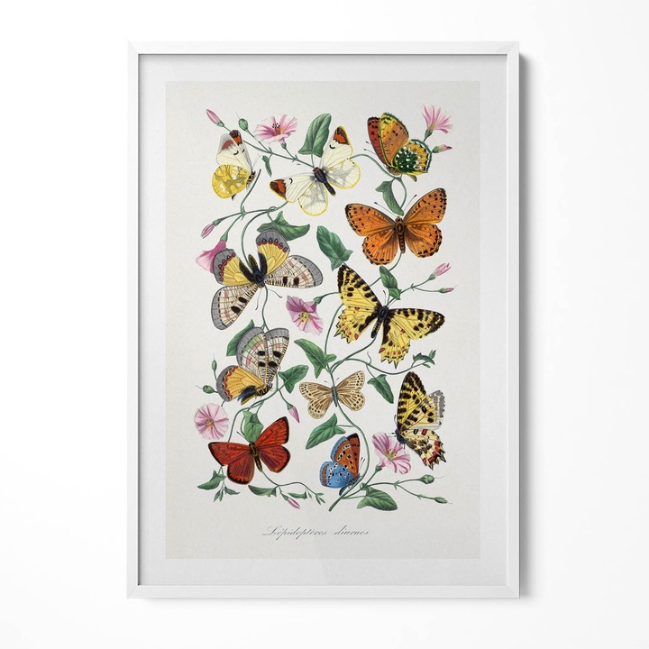 Tablou Inramat, Wallfluent, Poster de epoca cu fluture vechi, Rama alba, 70x100 cm, 010330010150100281284