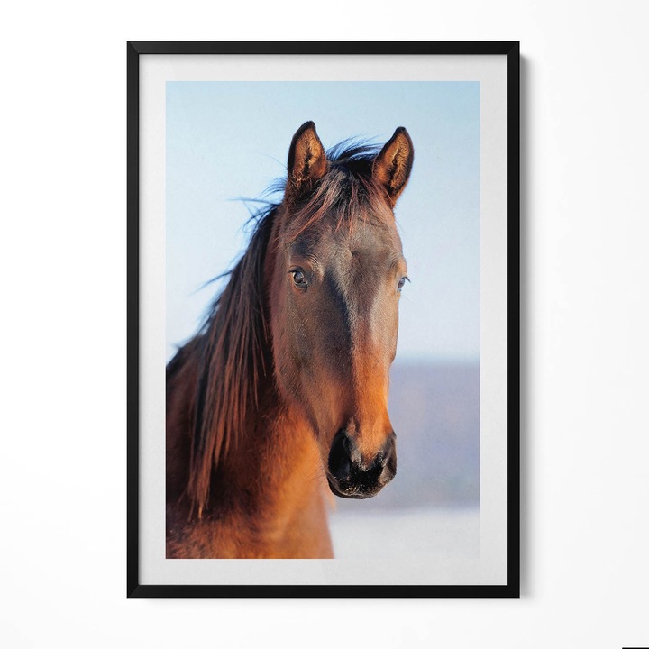Tablou Inramat, Wallfluent, Cap de cal maro, Rama negru, 70x100 cm, 010330010150200280043