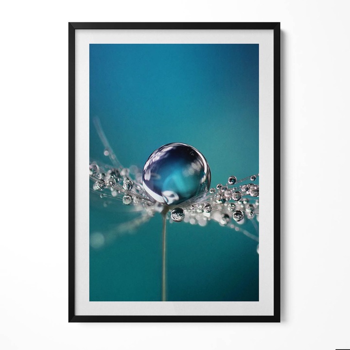 Tablou Inramat, Wallfluent, Picatura de roua pe o papadie, Rama negru, 70x100 cm, 010330010150200279933