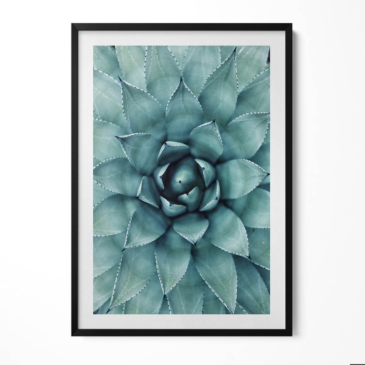 Tablou Inramat, Wallfluent, Planta verde suculenta, Rama negru, 70x100 cm, 010330010150200281064