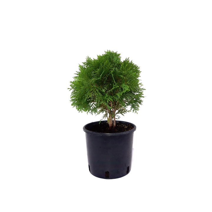 Tuia Danica, Thuja Occidentalis Danica, ghiveci 3L, circumferinta 30-50 cm, vesnic verde