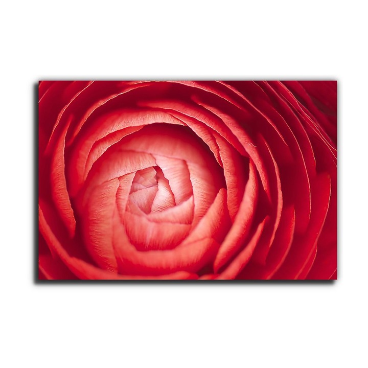 A tulipán ébredése, vászonkép, 95x65