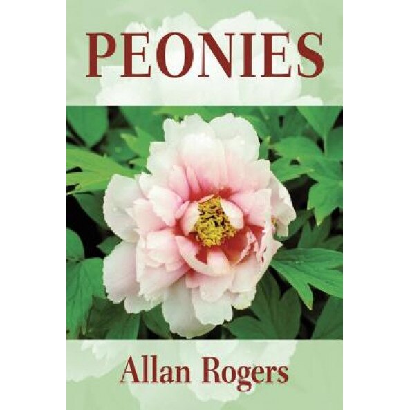 Peonies, Allan Rogers