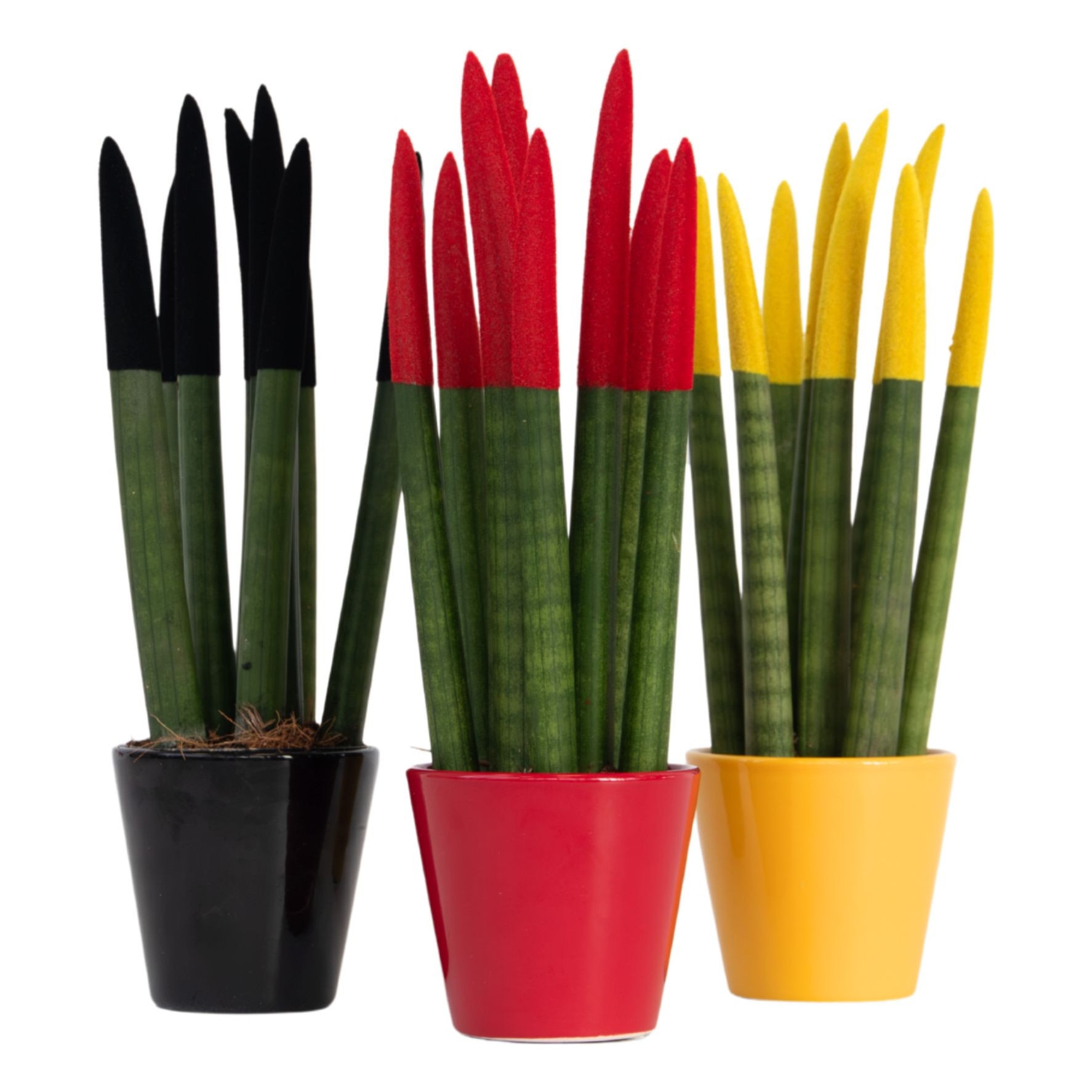 dracena massangeana care Dracaena – Massangeana Cane – Rainbow main image 0