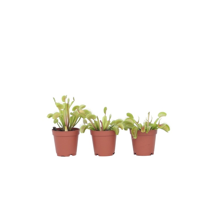 Planta carnivora - 3 buc - Dionaea muscipula - Inaltime 5-15cm - ⌀6cm