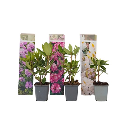 Havasszpe - 6 db - Rhododendron catawbiense - 25-40cm magas - 9cm -  eMAG.hu