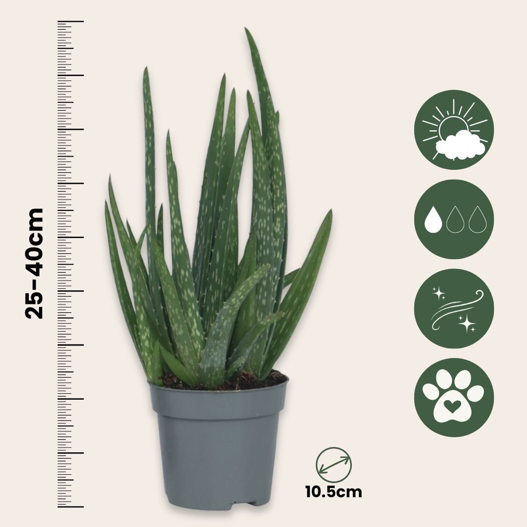 Orvosi alo - Aloe barbadensis - 25-40cm magas - 10,5cm