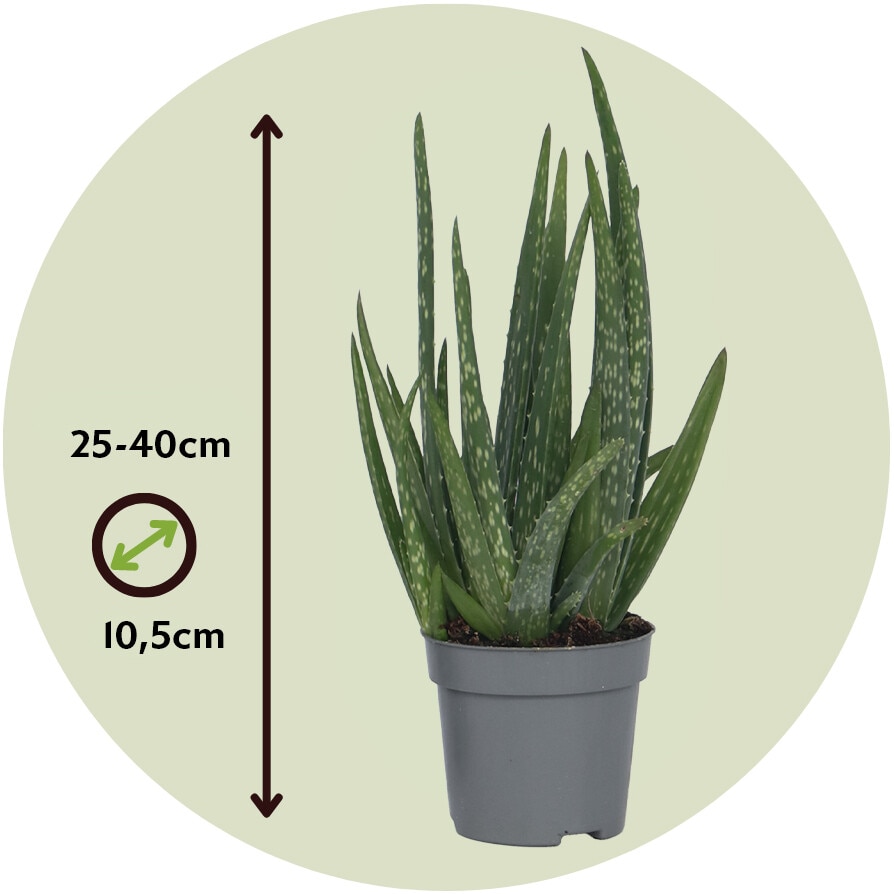 burns aloe vera ALOCANE Botanicals Burn Relief Spray, 3.5 Fluid Ounce – Alocane main image 0