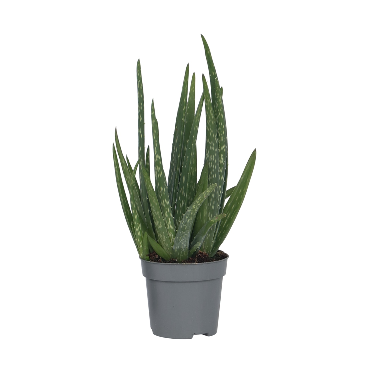 Orvosi alo - Aloe barbadensis - 25-40cm magas - 10,5cm