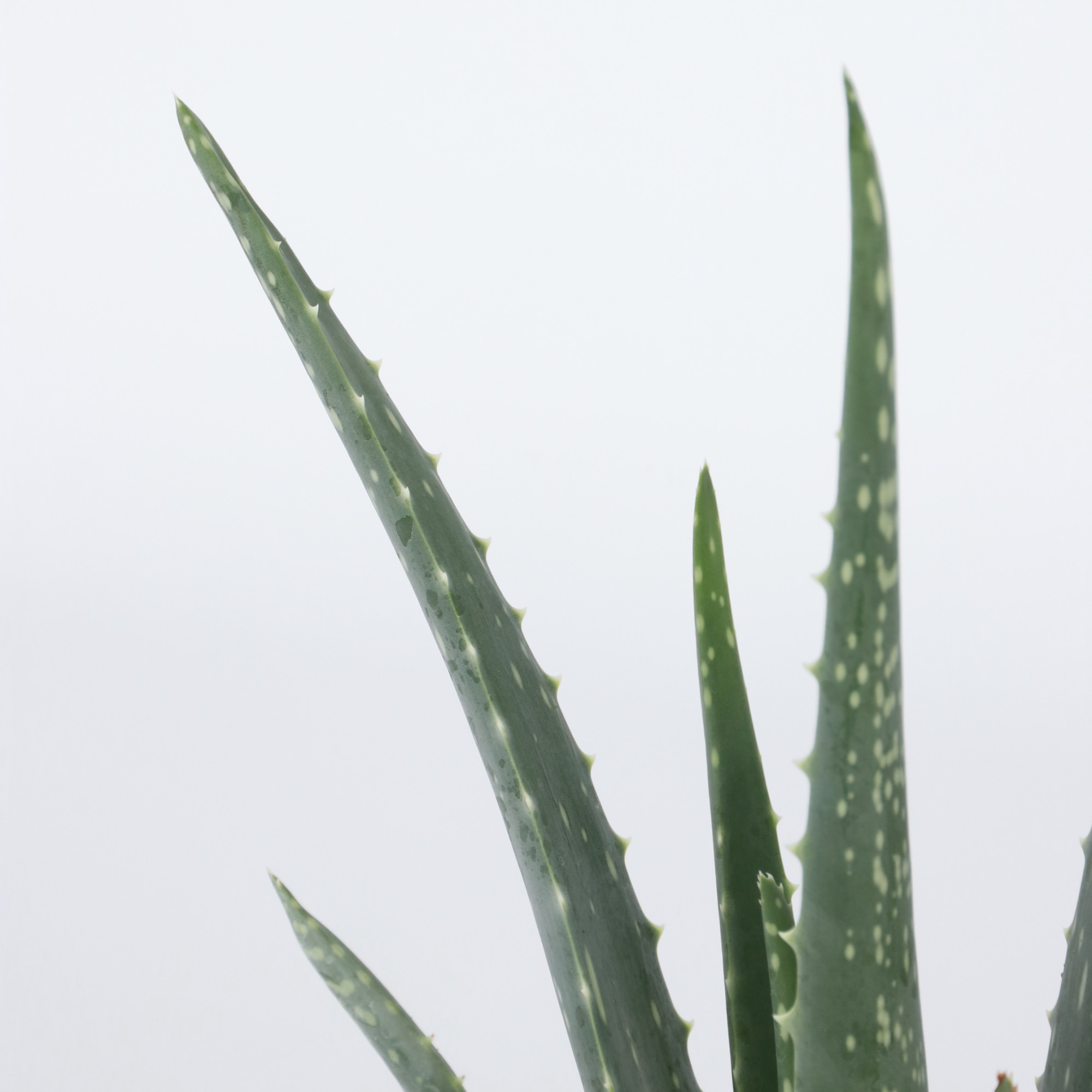 Orvosi alo - Aloe barbadensis - 25-40cm magas - 10,5cm - eMAG.hu