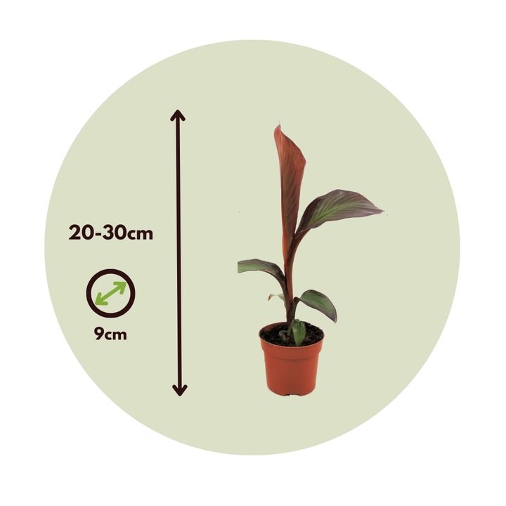 Etióp banán - 4 db - Ensete ventricosum 'Maurelli' - 20-30cm magas - ⌀9cm