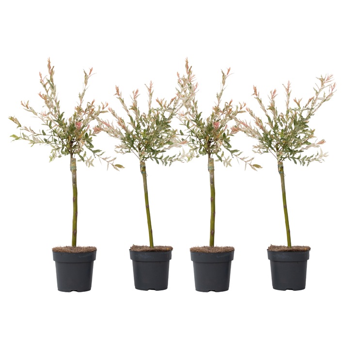 Salcie - 4 buc - Salix integra 'Flamingo' - Inaltime 60-80cm - ⌀17cm
