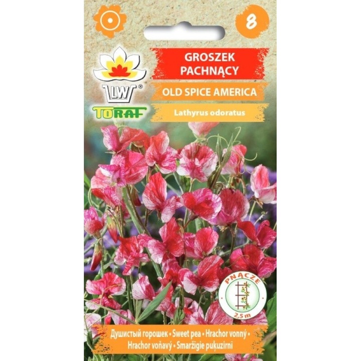 Seminte de legume, Seminte Old Spice America, Toraf, 1g, Flori rosii cu dungi albe, calitate superioara, seminte premium, seminte de top