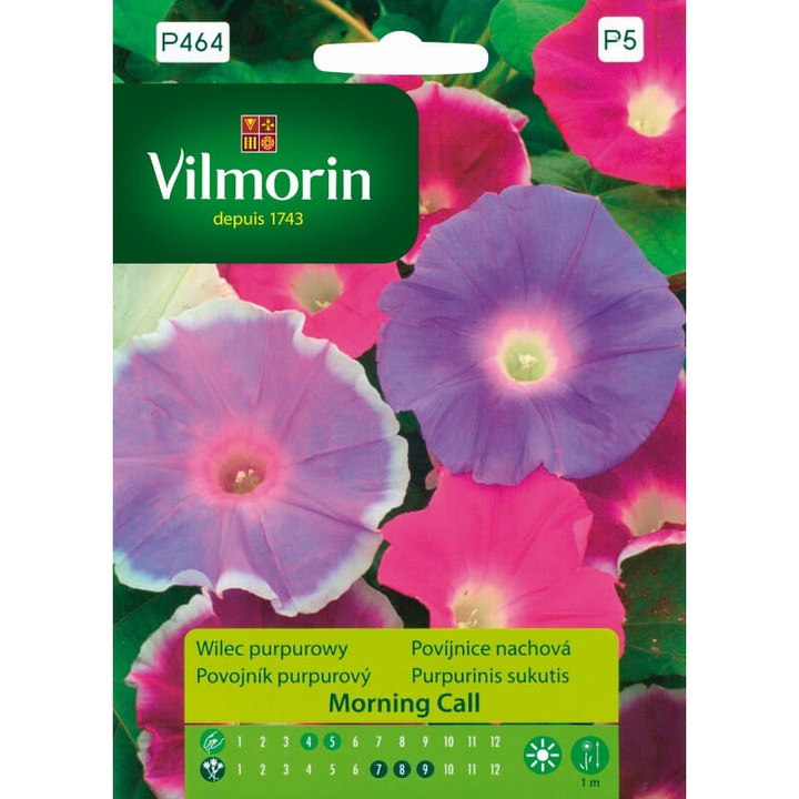 Wilec purpurowy Morning Call magok, VILMORIN, rózsaszín és lila, 1g