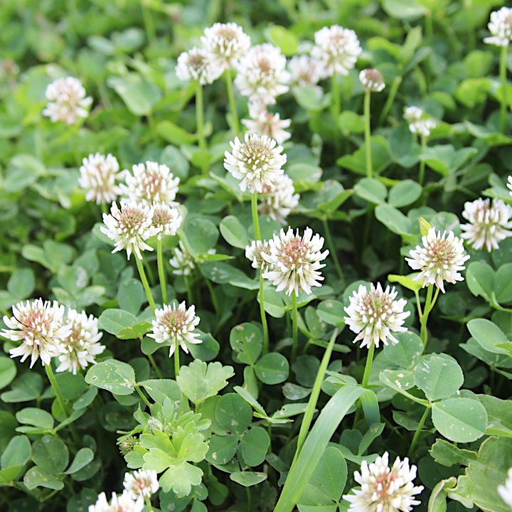 Seminte Trifoi alb APOLO C/1, FN Granum, 1kg