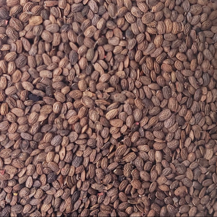 Seminte de gradina, Seradela pentru cultura de acoperire 1kg - FN Granum, calitate superioara, seminte premium, seminte de top