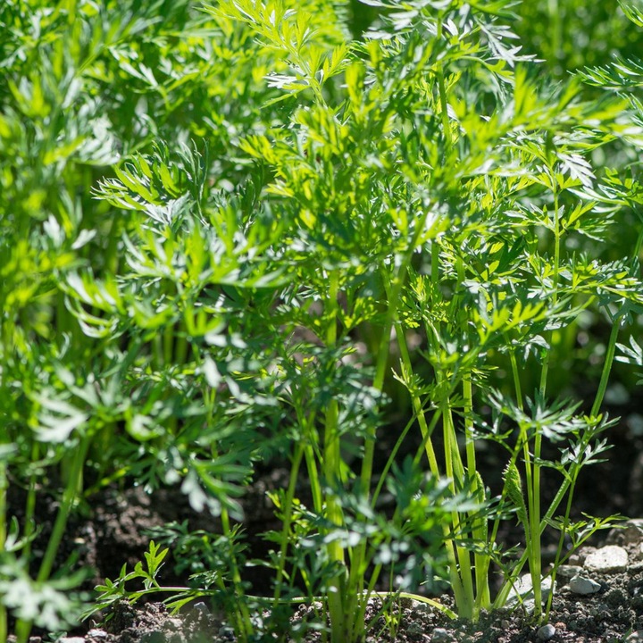 Seminte morcov furajer pentru cultura de acoperire FN Granum, 500g