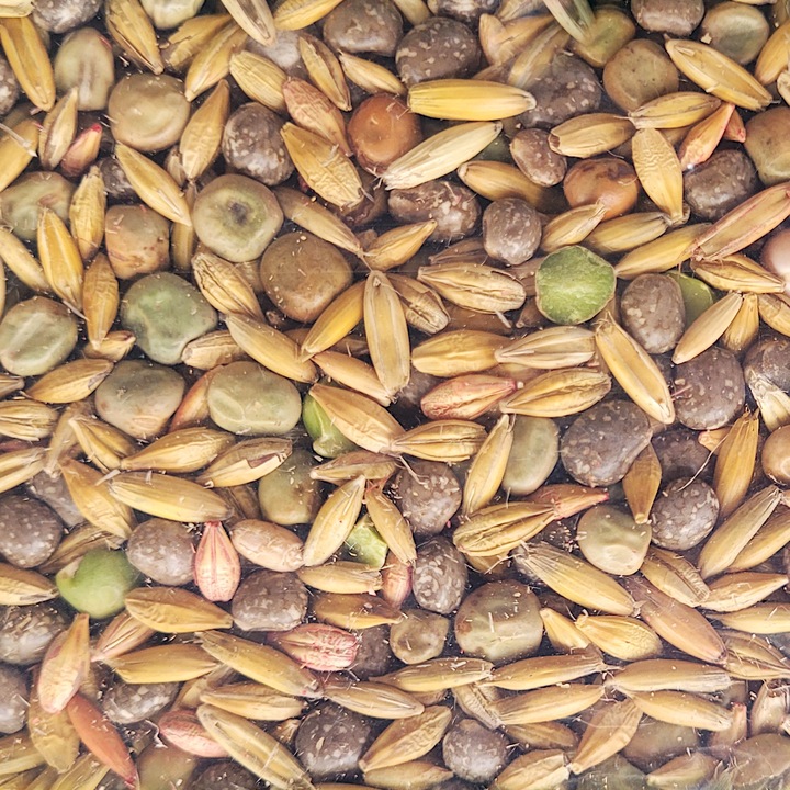 Seminte de gradina, Amestec de leguminoase si cereale seminte MP-4 1kg - FN Granum, calitate superioara, seminte premium, seminte de top