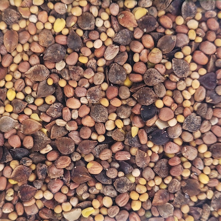 Seminte de gradina, Mieszanka poplonowa MP-1, seminte rapide, mustar alb, ridiche de ulei, 1kg, calitate superioara, seminte premium, seminte de top