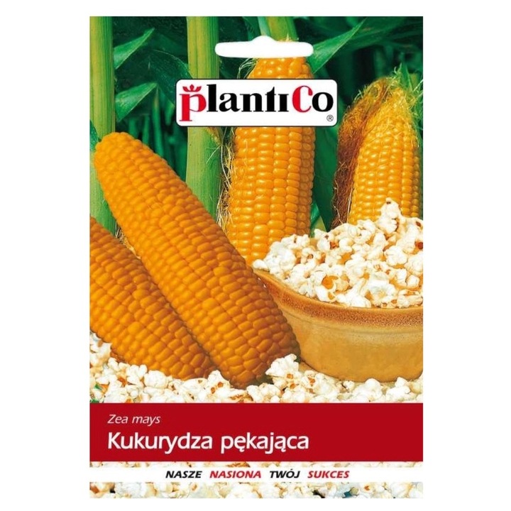 Seminte de gradina, Seminte de porumb de popcorn, Plantico, 10g, calitate superioara, seminte premium, seminte de top