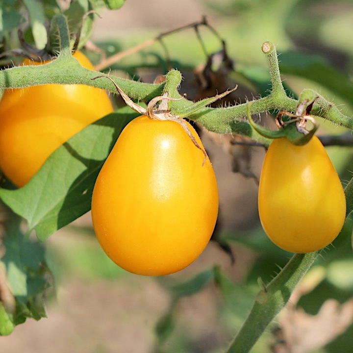 Seminte de legume, Seminte rosii pitice Yellow Pear Shaped, PlantiCo, 0,2g, galbene, pentru gradina sau balcon, calitate superioara, seminte premium, seminte de top