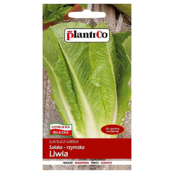 Seminte de gradina, Seminte salata Livia, PlantiCo, perioada vegetatiei 50-60 zile, 1g, calitate superioara, seminte premium, seminte de top