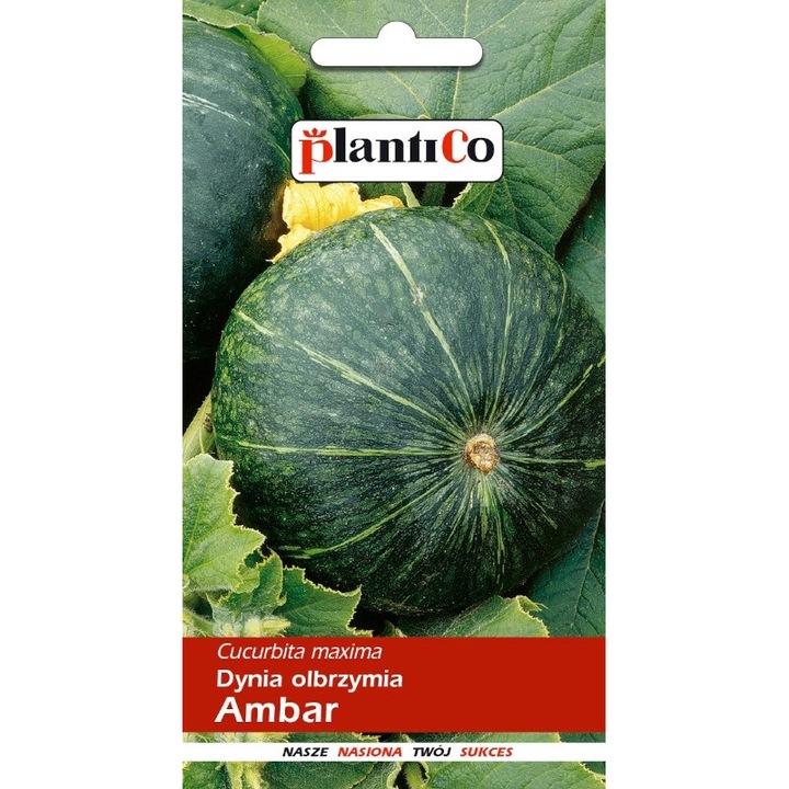 Seminte de gradina, Seminte dovleac gigant Ambar, Plantico, Greutate pana la 2-4 kg, Verde inchis, 5 g, calitate superioara, seminte premium, seminte de top