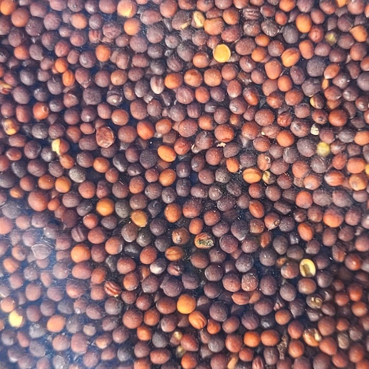 Seminte de gradina, Perko, seminte de acoperire, 1kg, rezistente la temperaturi ridicate, pentru suprafete slabe