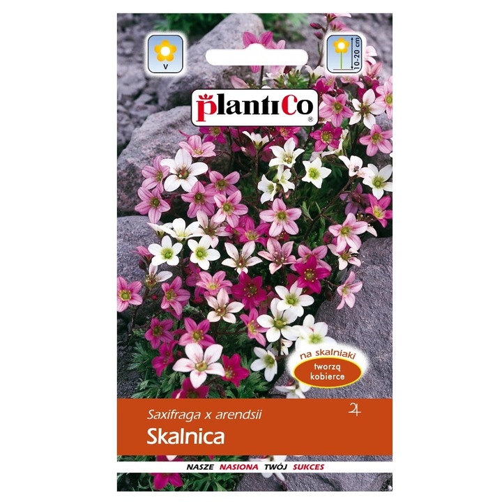 Seminte de saxifrage 0,05g, PlantiCo, pentru soare, perioada de plantare: februarie-mai
