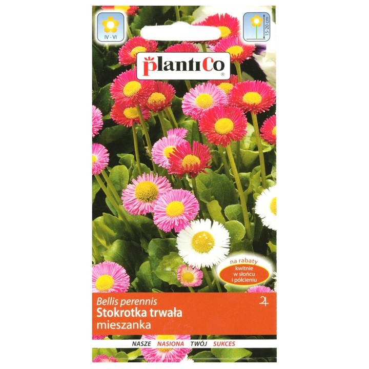 Félig dupla százszorszép magok, PlantiCo, rózsaszín, 0,1g