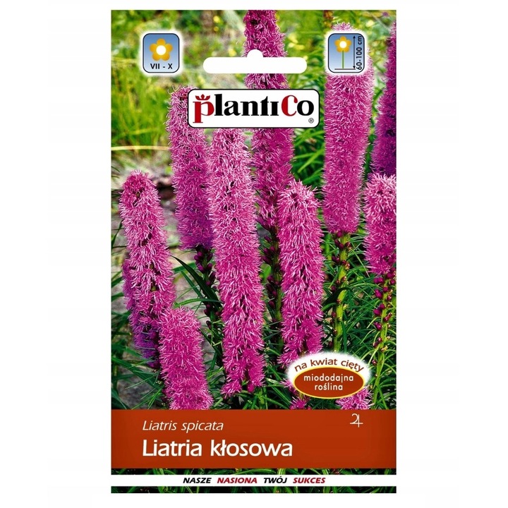 Seminte de gradina, Seminte flori, PlantiCo liatra spicata, 0.5g, flori roz-violet, 60-100cm, calitate superioara, seminte premium, seminte de top