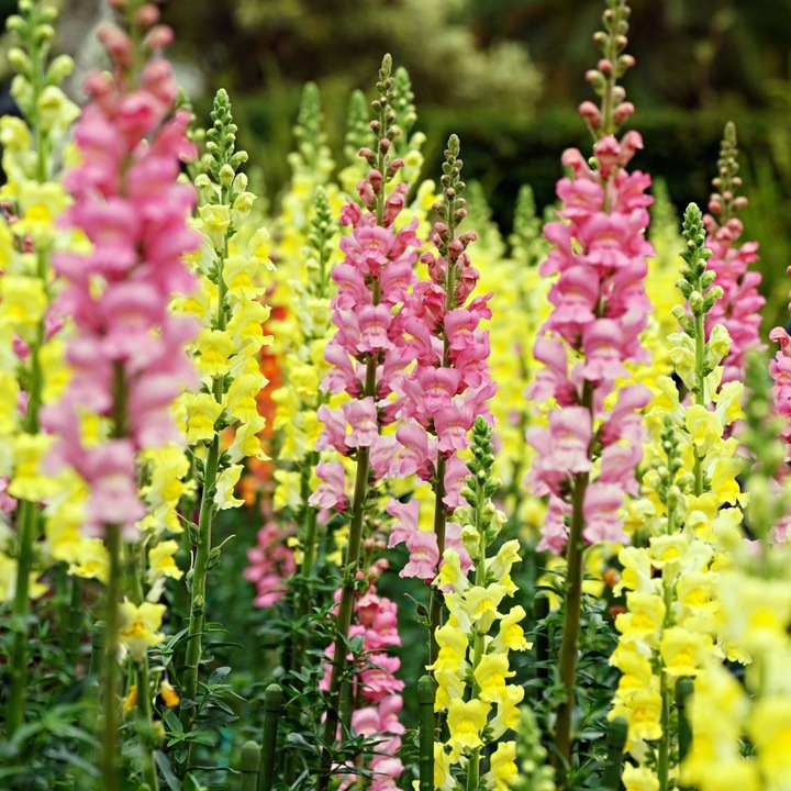 Mix seminte gura-leului, Plantico, 0.5g