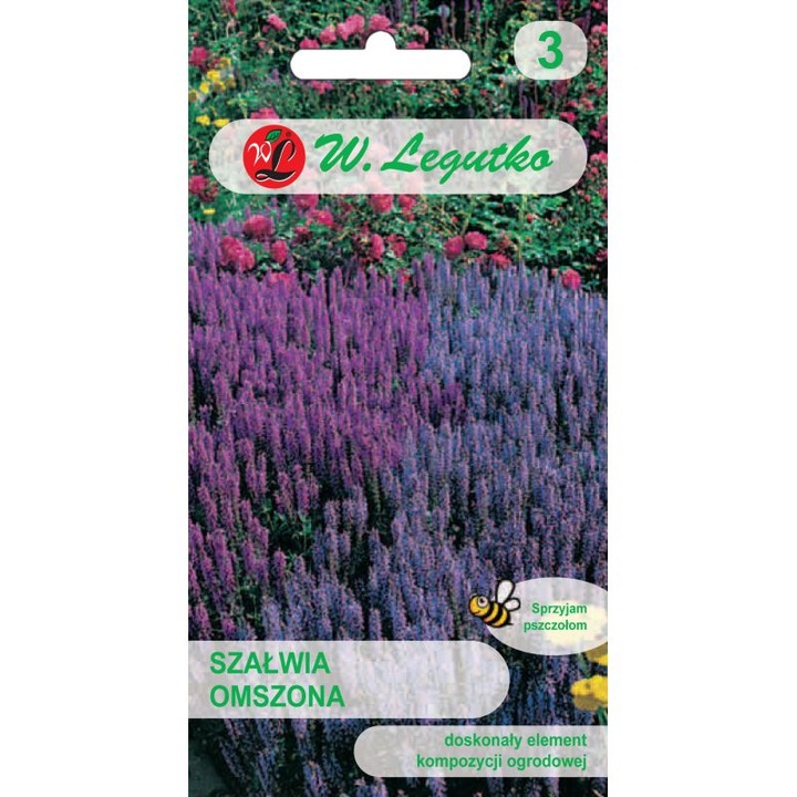 Seminte de gradina, Seminte Salvie albastra-violet, Legutko, 40-50 cm, 0.5 g, calitate superioara, seminte premium, seminte de top