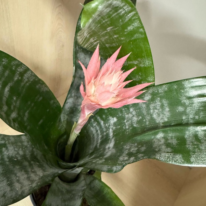 Aechmea Fasciata – Bromelia naturala 90-100 cm