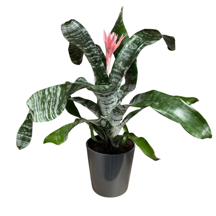Aechmea Fasciata – Bromelia naturala 90-100 cm
