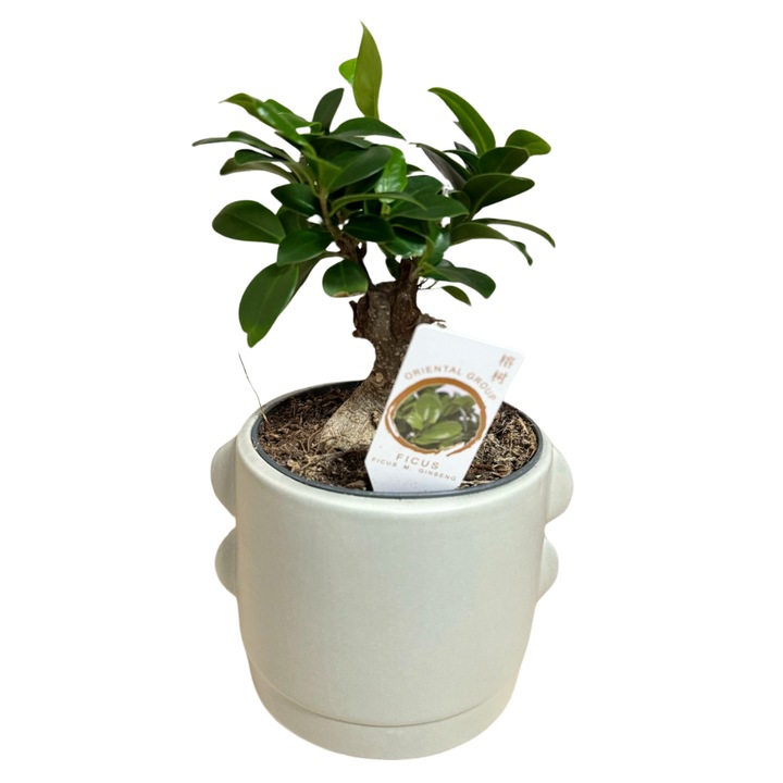 Ficus Ginseng – Bonsai