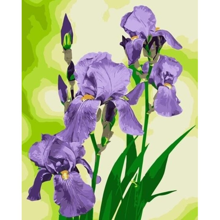 Pictura dupa numere - Iris 40x50cm