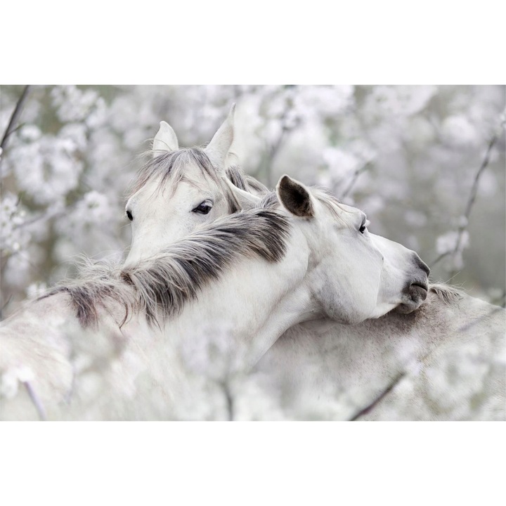 Fototapeta alb-negru pentru dormitor, Tapet Cal, Decoratiune pe perete, 260x390