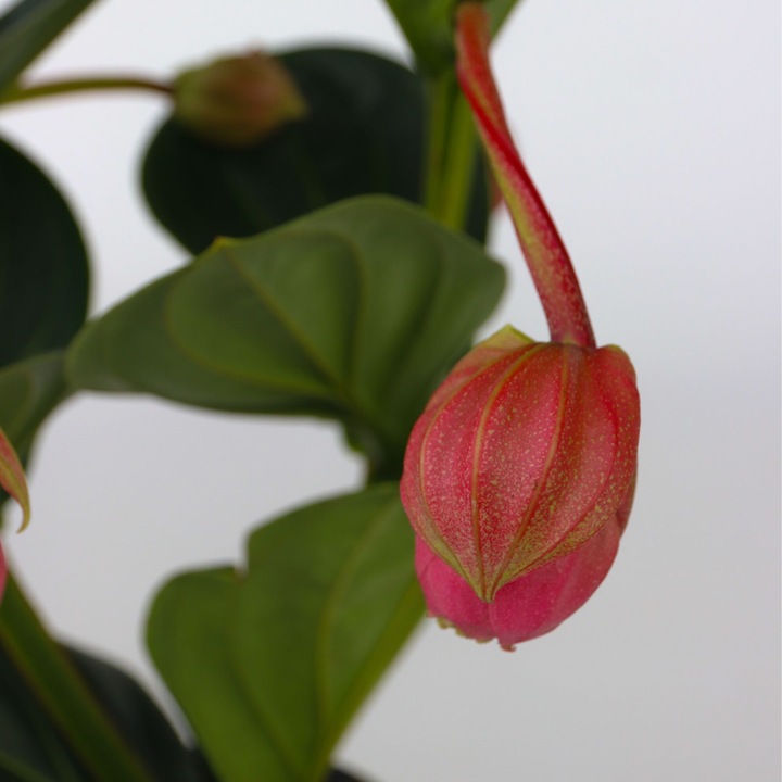Pompás medinilla - Medinilla magnifica - 40-50cm magas - ⌀14cm