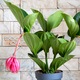 Pompás medinilla - Medinilla magnifica - 40-50cm magas - ⌀14cm