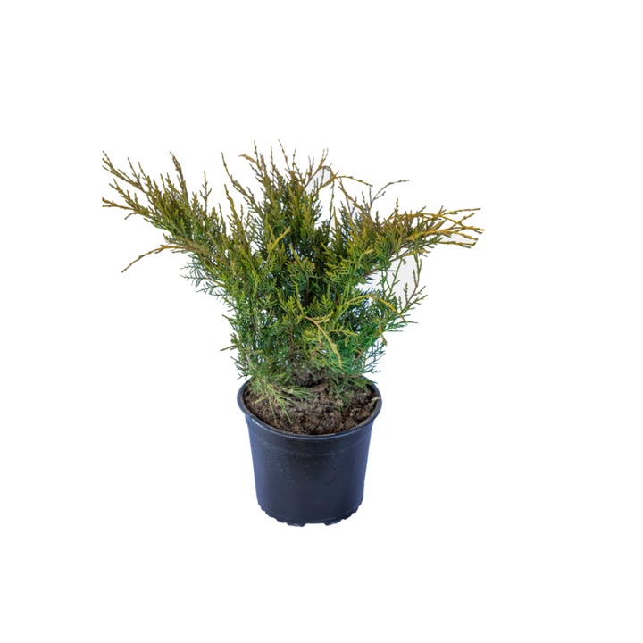 Ienupar Tarator, Juniperus Horizontalis X Pfitzeriana Aurea, ghiveci 3L, circumferinta 30-50 cm, vesnic verde