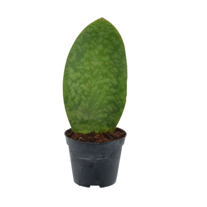 Planta naturala de interior Sansevieria masoniana Whale Fin D8.5