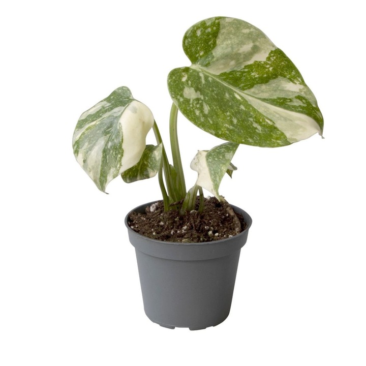 Planta naturala de interior Monstera Thai Constellation D6