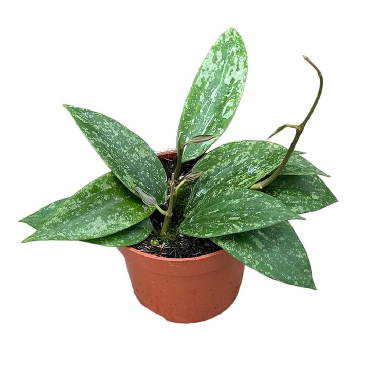 Planta naturala de interior Hoya Rangsan