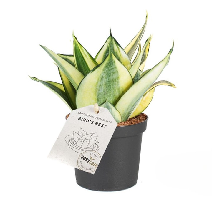 Planta naturala de interior Sansevieria trifasciata 'Golden Hahnii' D9