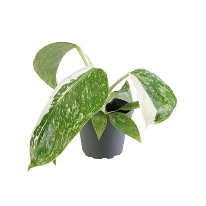 Philodendron 'Jose Buono' D6