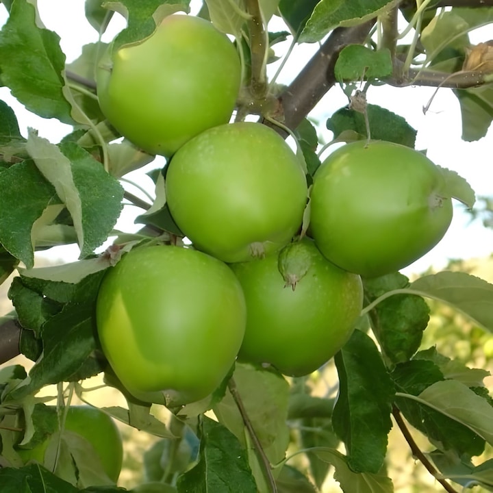 Pom fructifer, Mar, Soiul Granny Smith