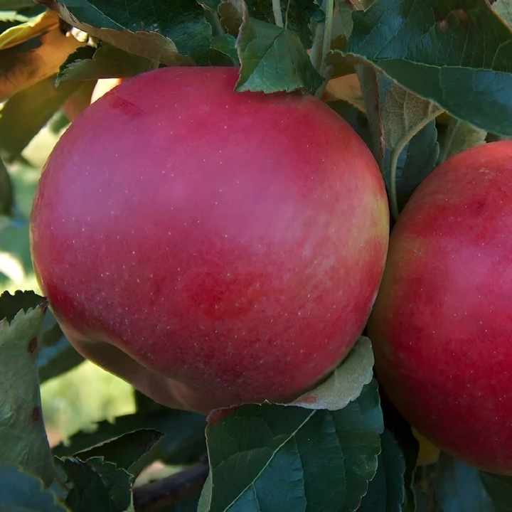 Pom fructifer, Mar, Soiul Ionatan