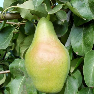 Pomi, arbusti si butasi